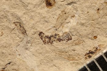 Media type: image;   Entomology PALE-12671